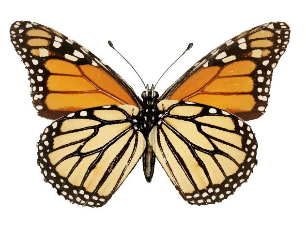 Butterfly Image
