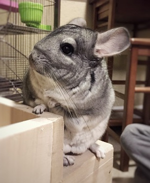 Chewie - Leap of Faith