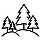 Pine Trees Perched on a Hill